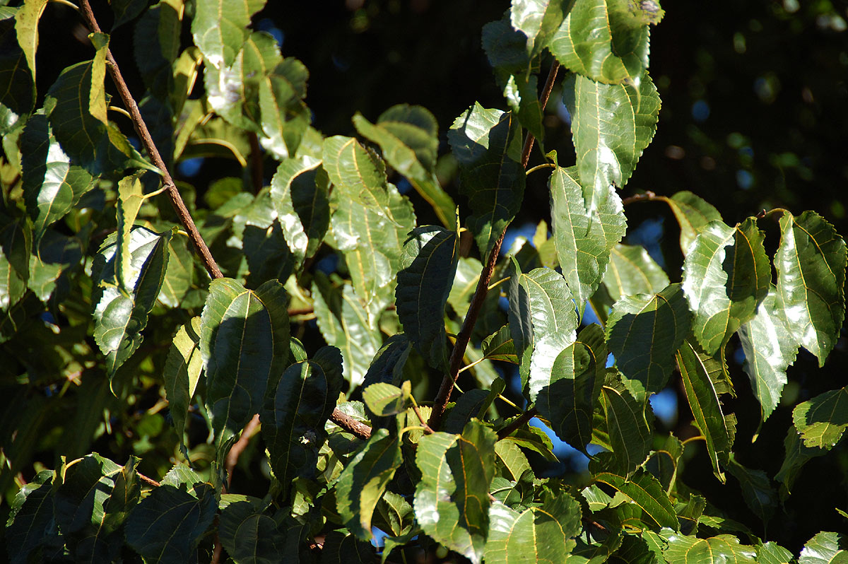 Morus mesozygia