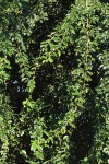 Maclura africana