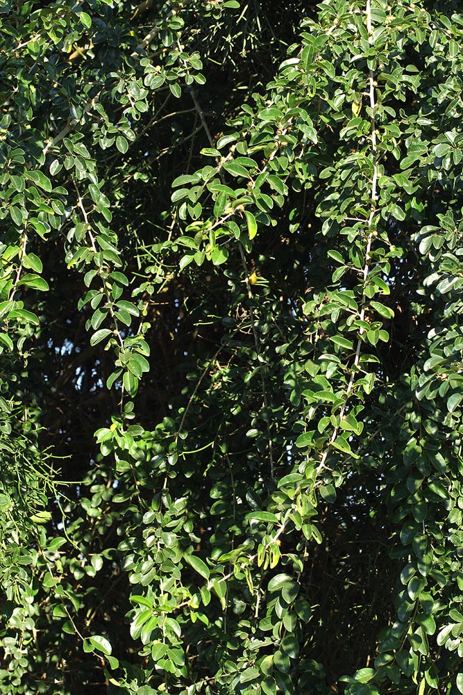 Maclura africana