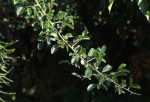 Maclura africana