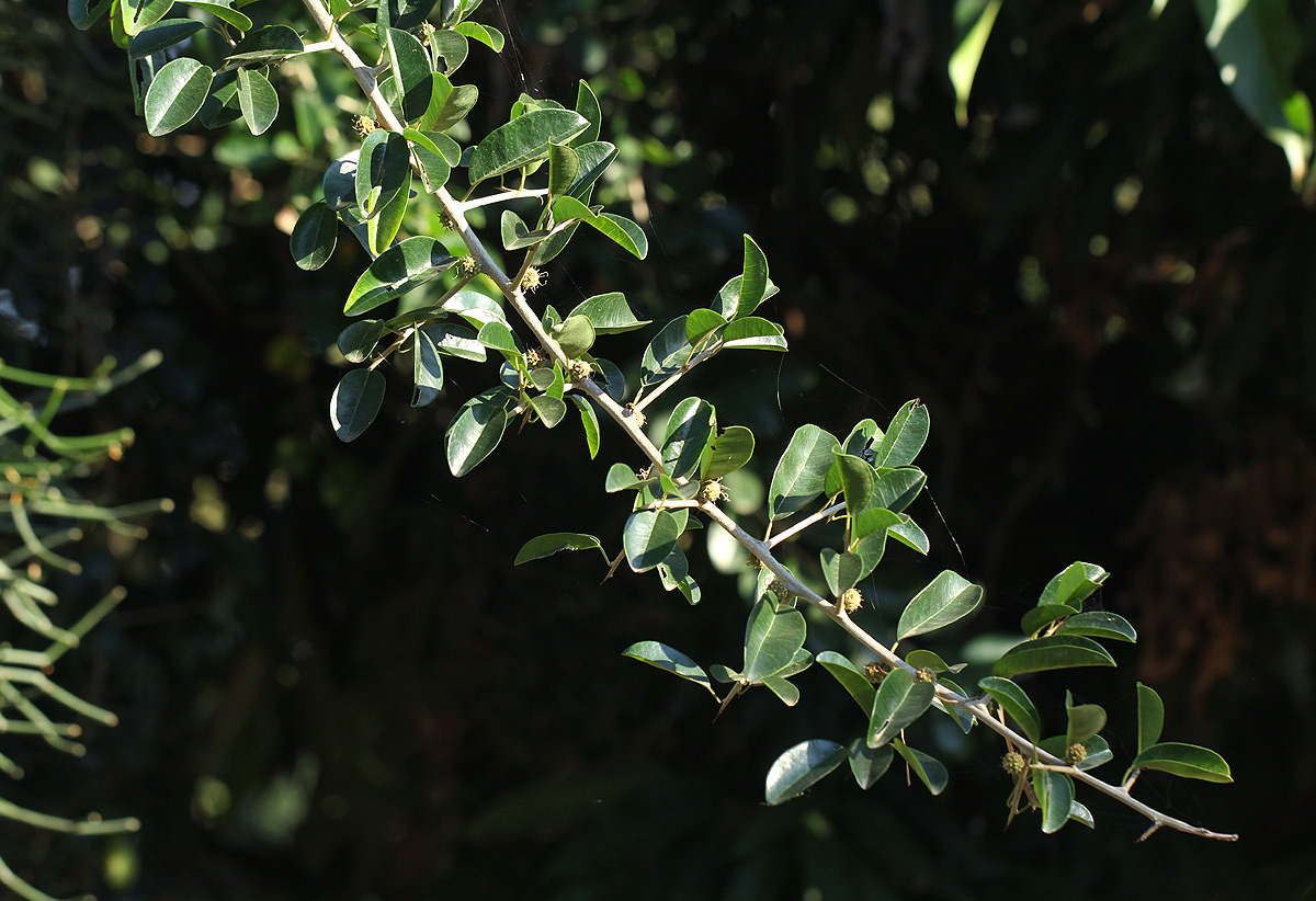 Maclura africana