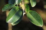 Maclura africana