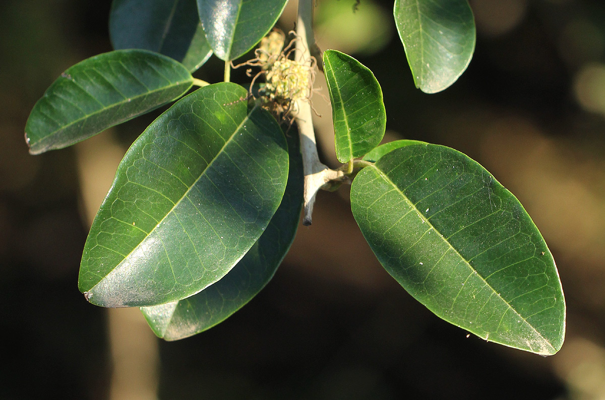 Maclura africana