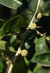 Maclura africana