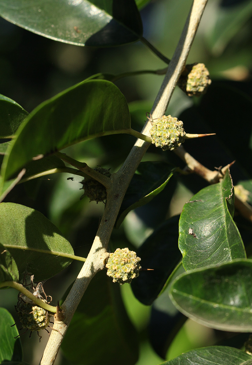 Maclura africana