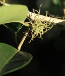 Maclura africana