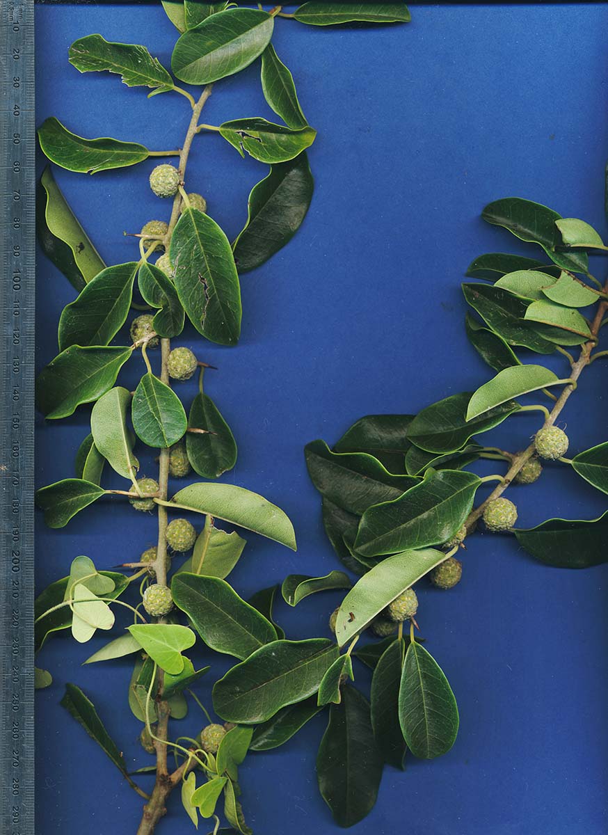 Maclura africana