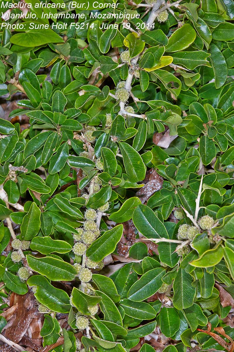 Maclura africana