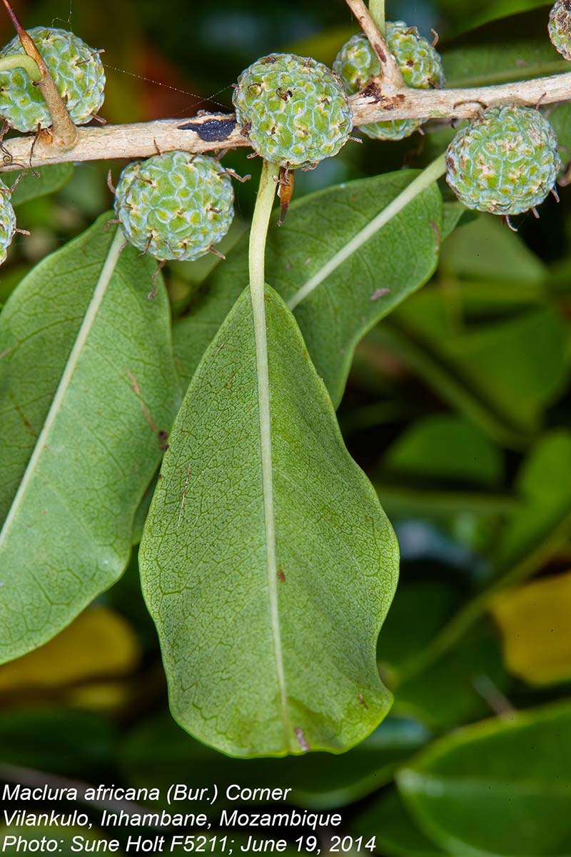 Maclura africana