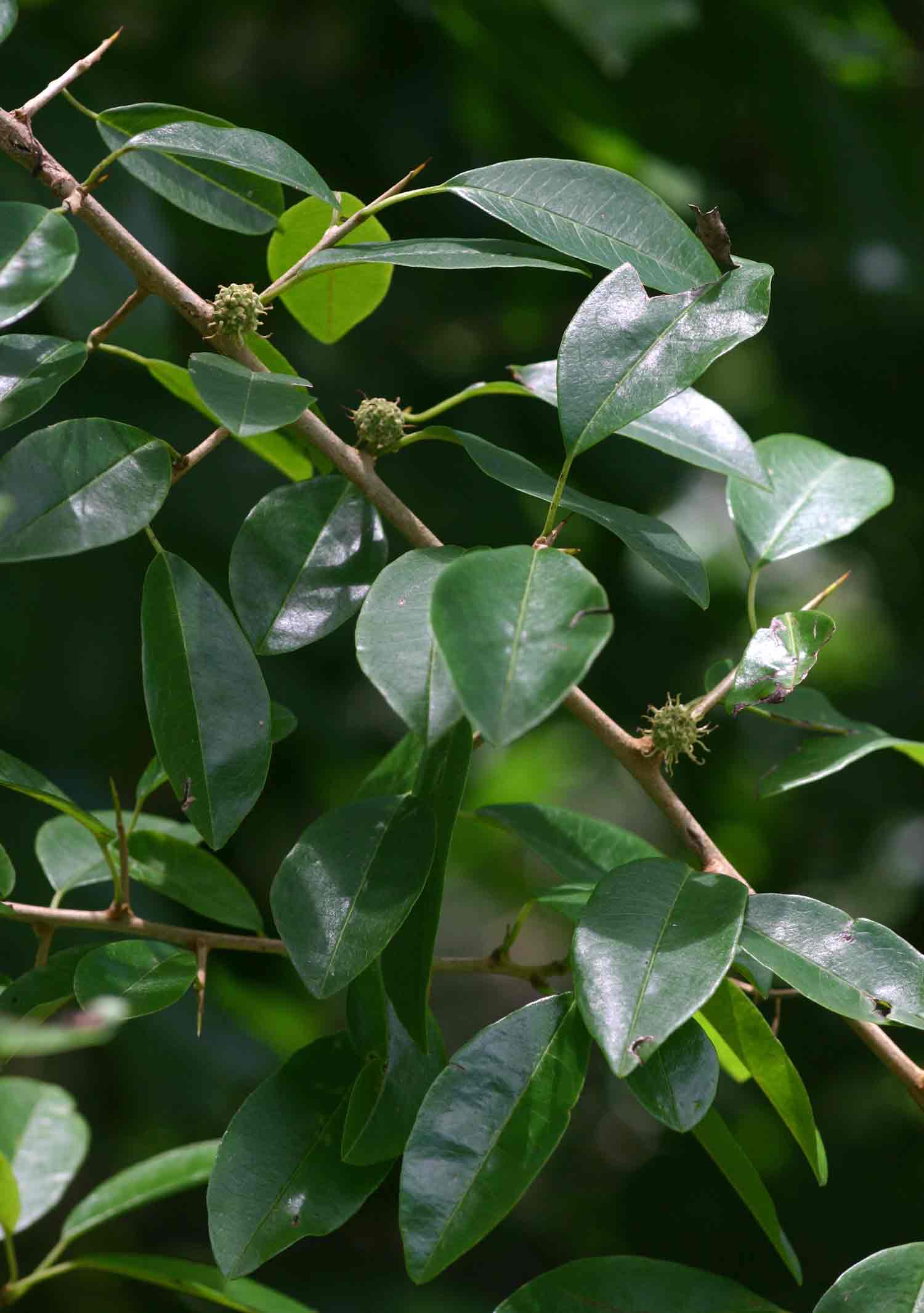 Maclura africana