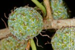 Maclura africana