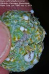 Maclura africana