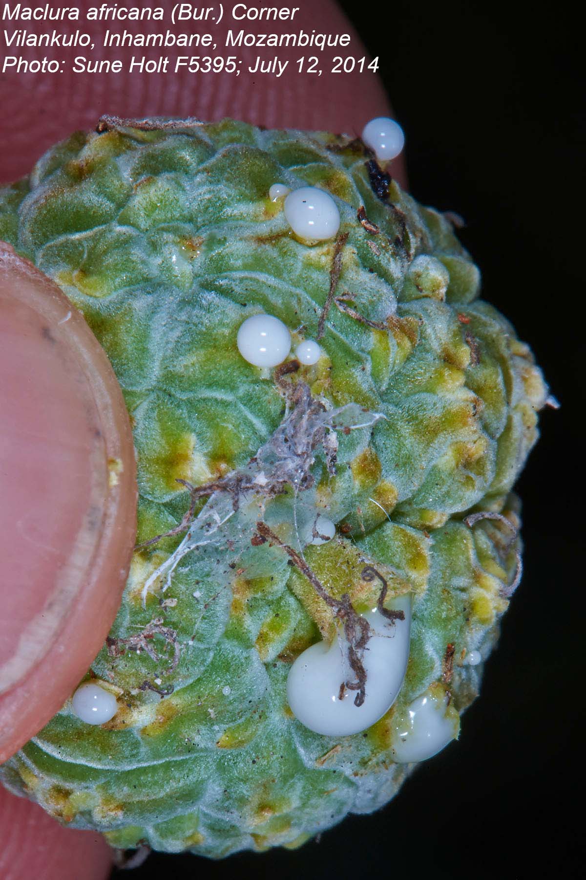 Maclura africana