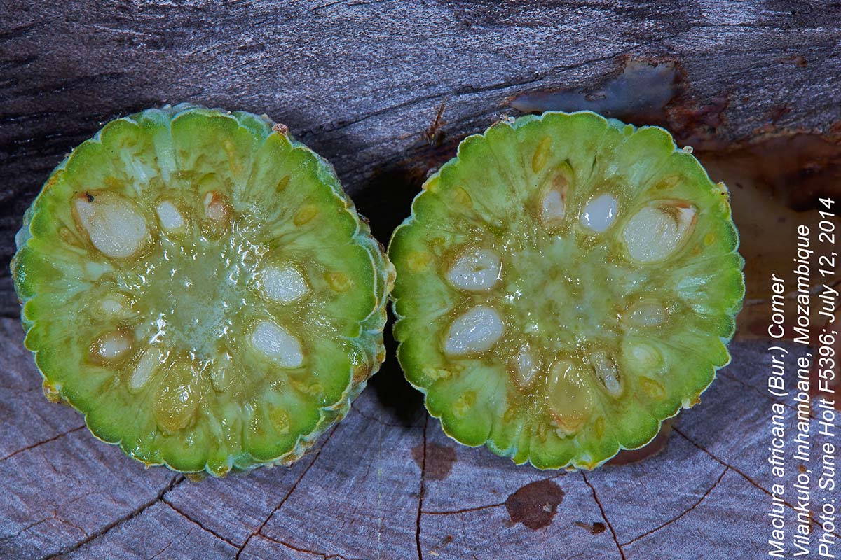 Maclura africana