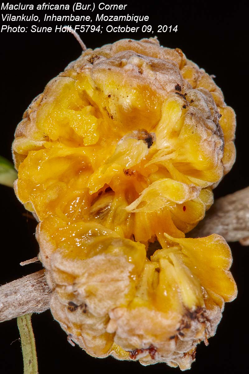 Maclura africana