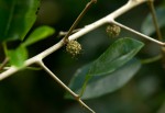 Maclura africana