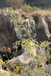 Maclura africana
