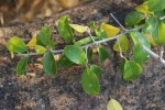 Maclura africana