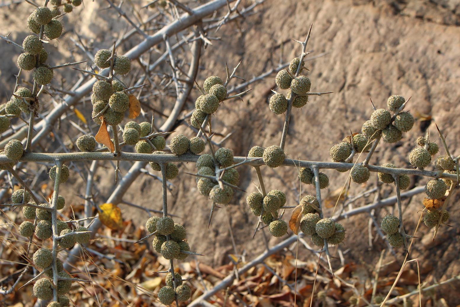 Maclura africana