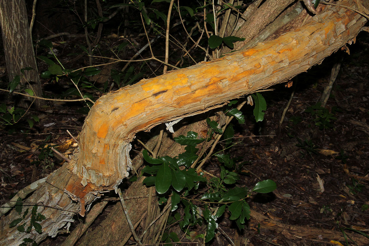 Maclura africana