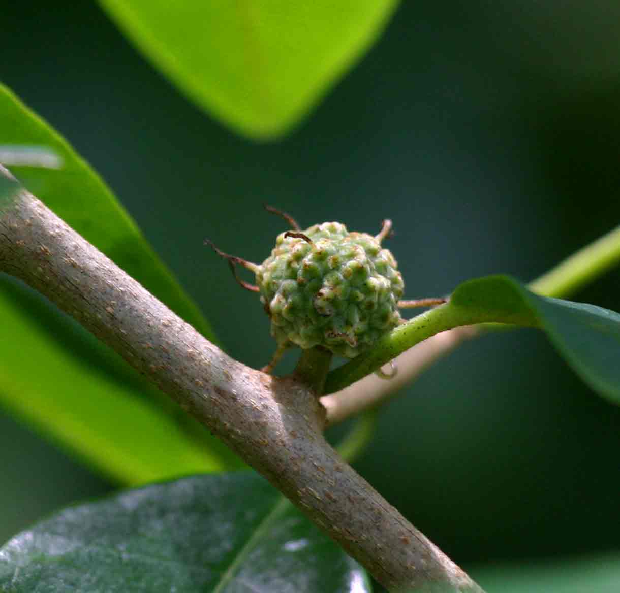 Maclura africana