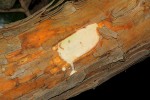 Maclura africana