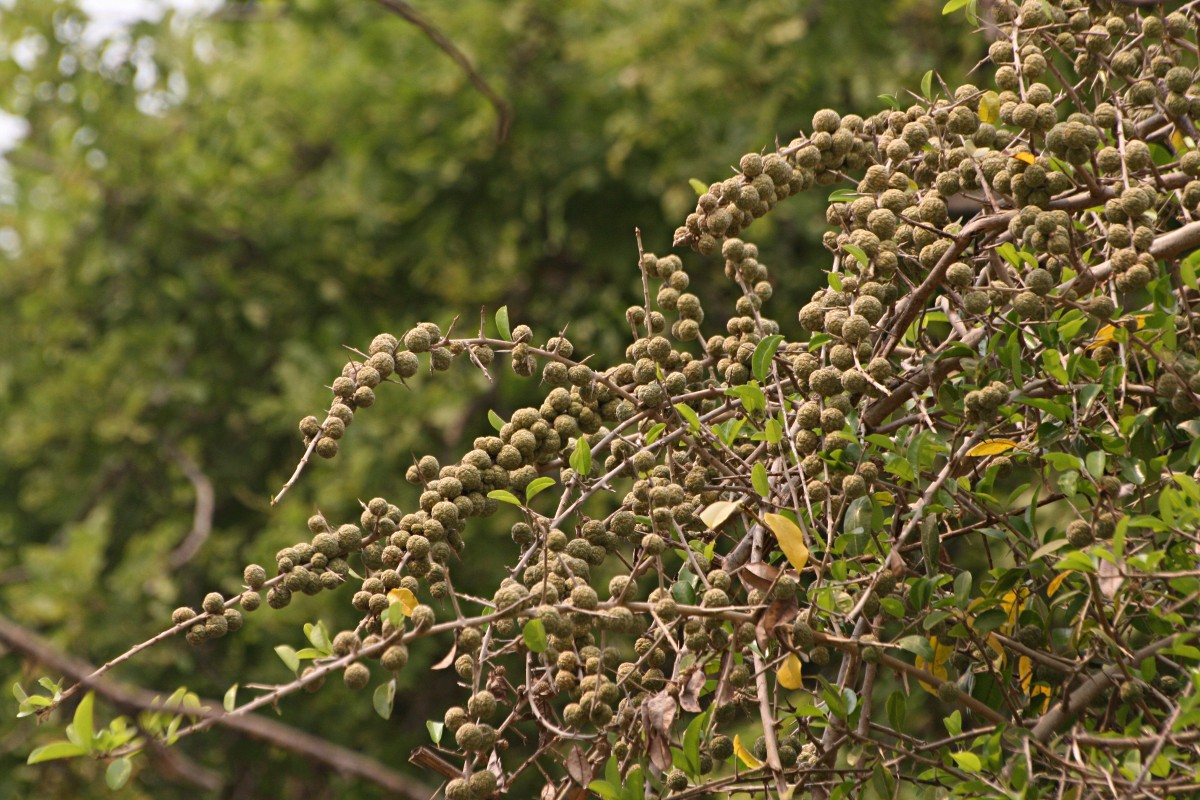 Maclura africana