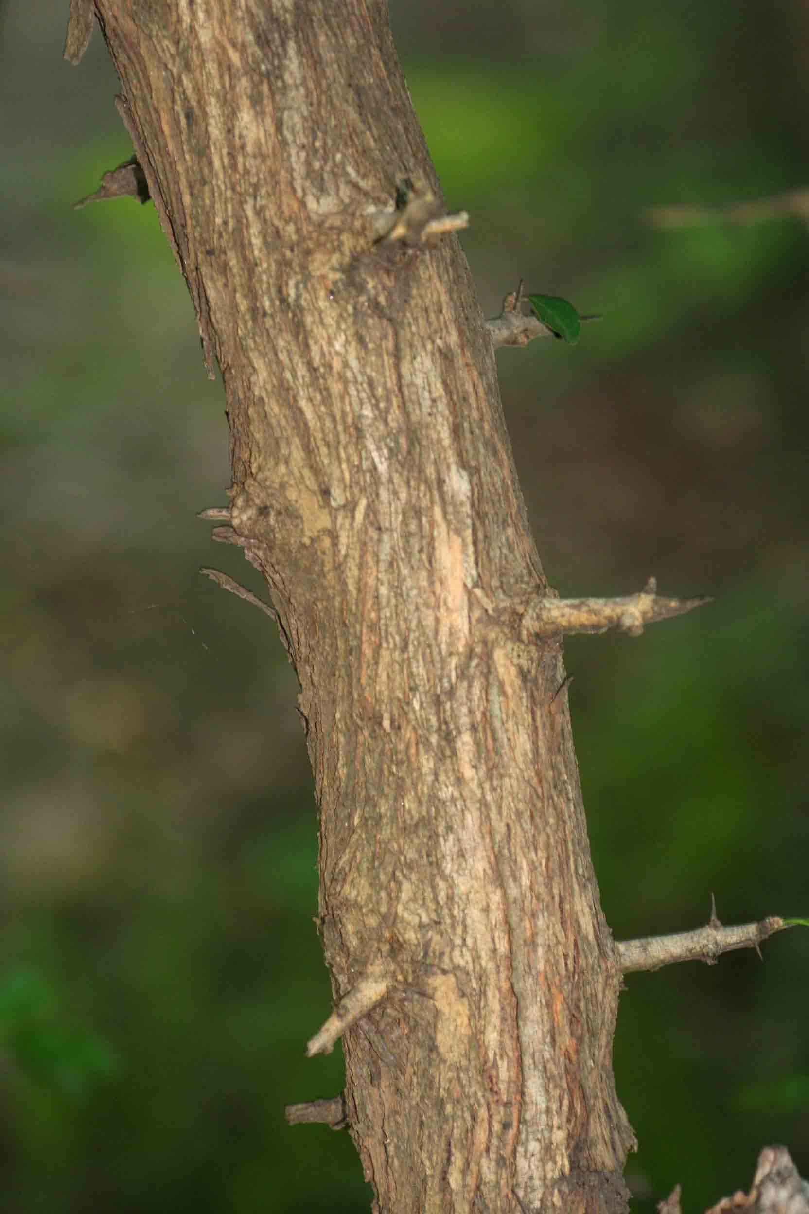 Maclura africana