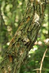 Maclura africana