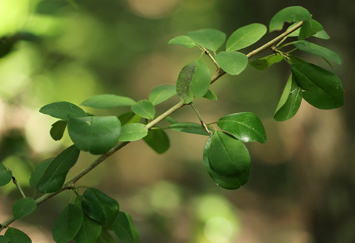Maclura africana