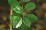 Maclura africana