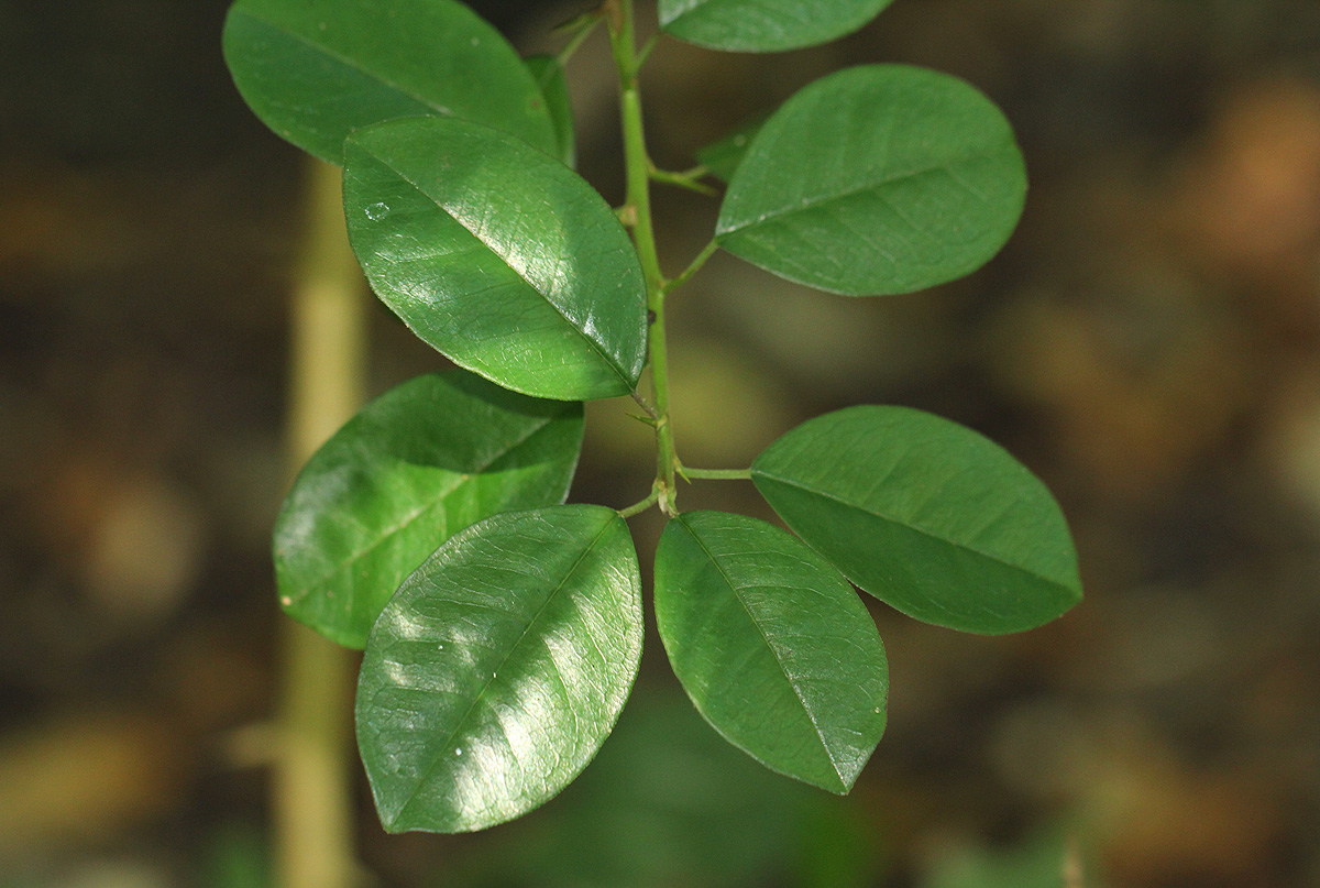 Maclura africana