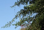 Maclura africana