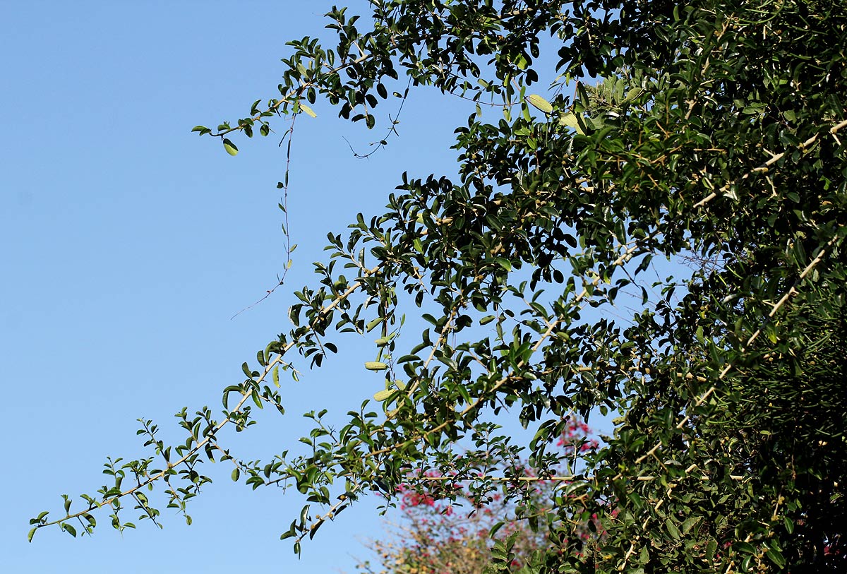 Maclura africana