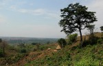 Milicia excelsa