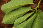 Milicia excelsa