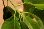 Milicia excelsa