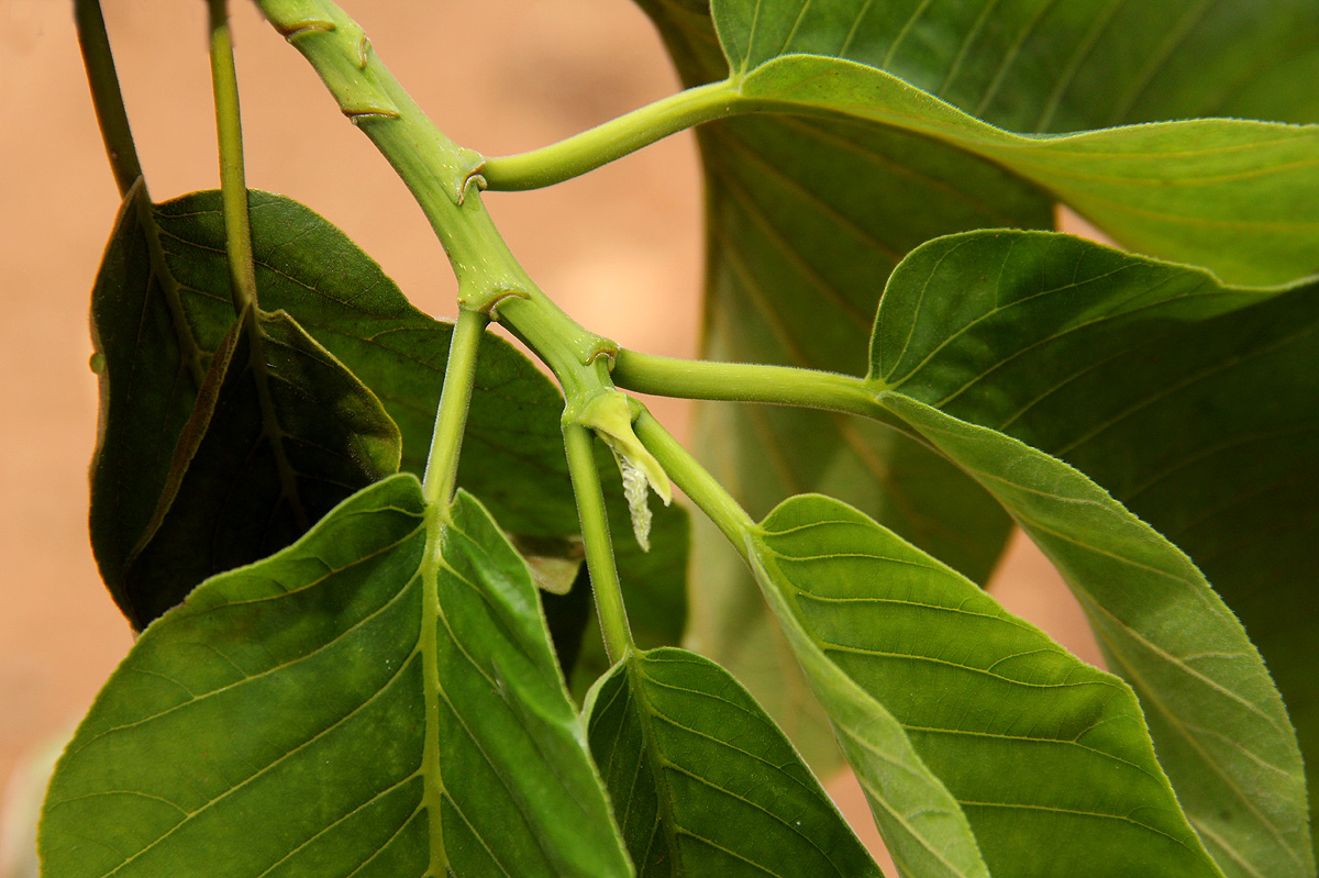 Milicia excelsa