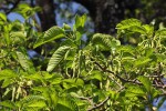 Milicia excelsa