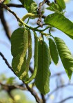 Milicia excelsa