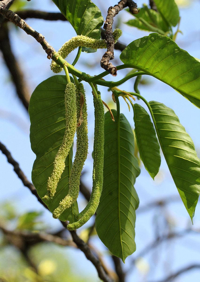 Milicia excelsa