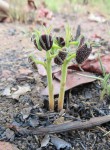 Dorstenia benguellensis