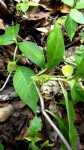 Dorstenia buchananii var. buchananii