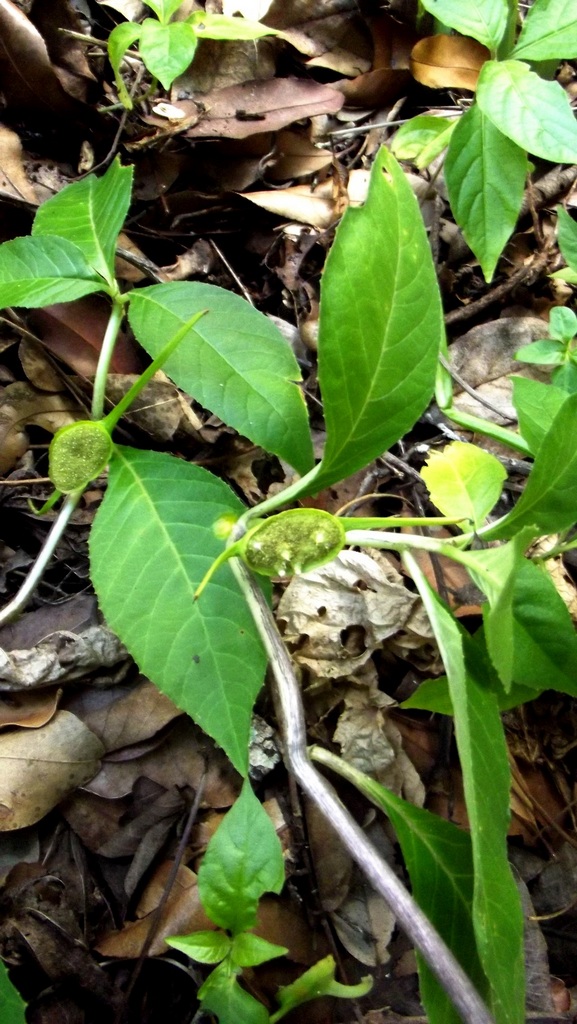Dorstenia buchananii var. buchananii