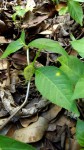 Dorstenia buchananii var. buchananii