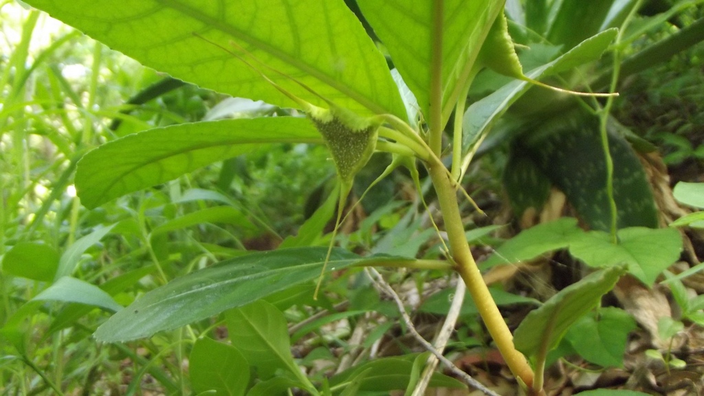 Dorstenia cuspidata var. cuspidata