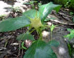 Dorstenia cuspidata var. cuspidata