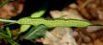 Dorstenia psilurus var. psilurus