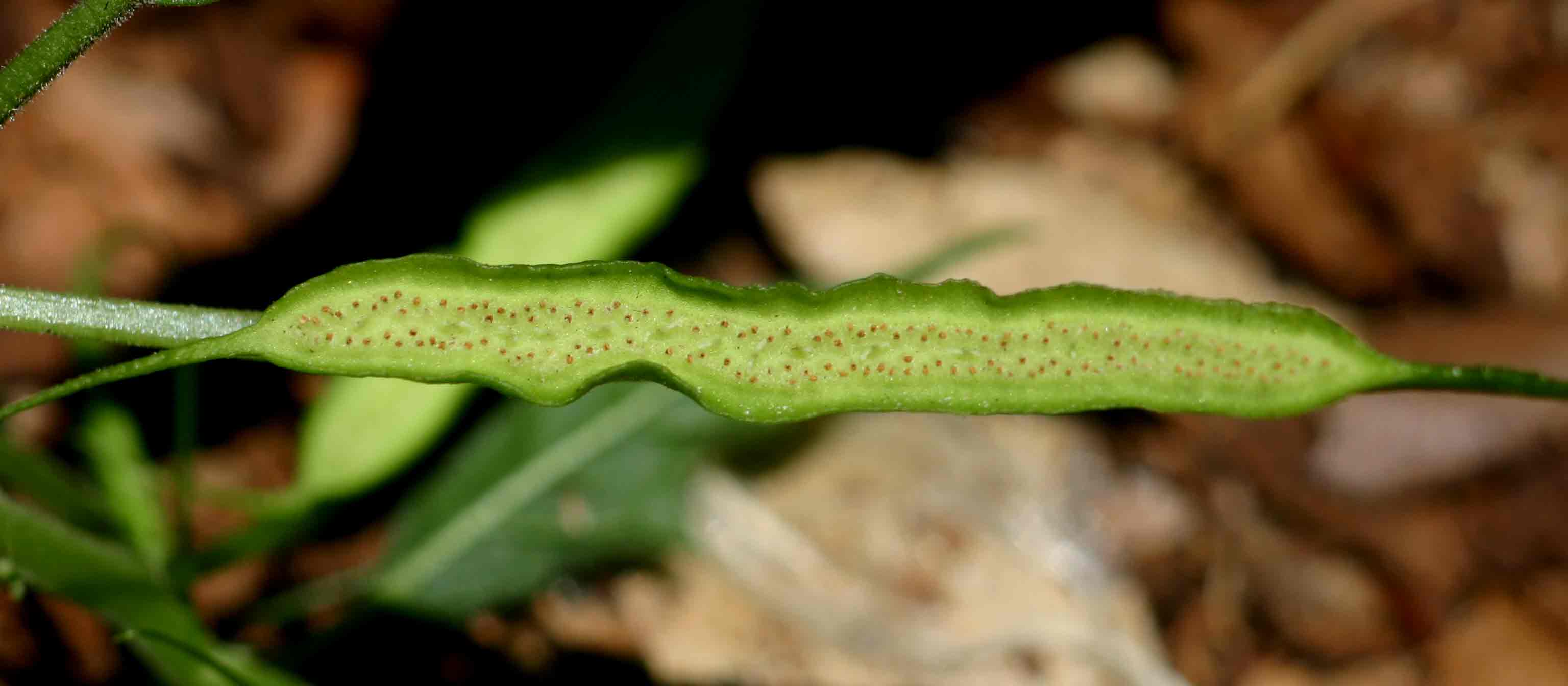 Dorstenia psilurus var. psilurus