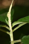 Dorstenia psilurus var. psilurus